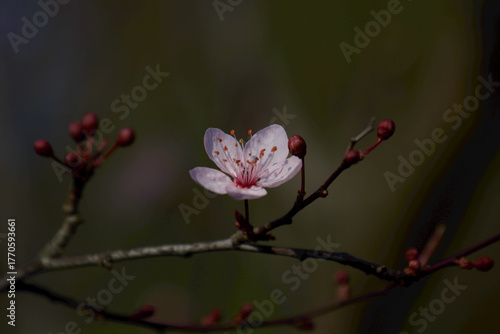 pink plum blossom