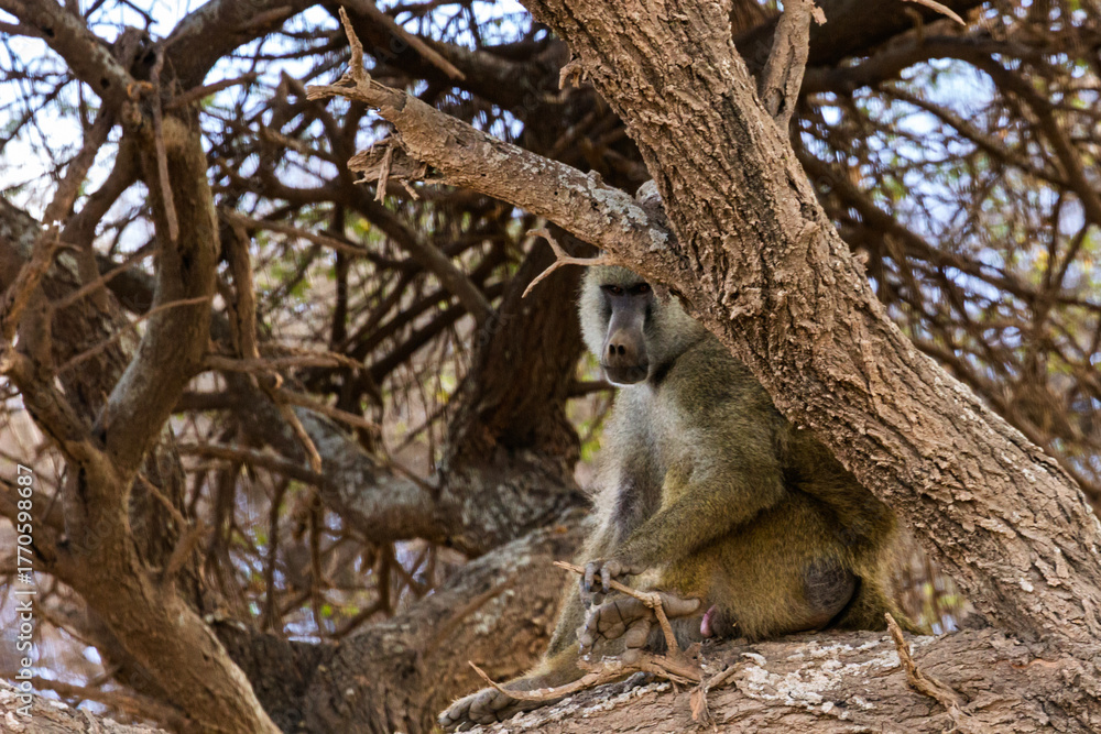 Fototapeta premium Amboseli National Park, Kenya: Olive Baboon Resting in a Tree