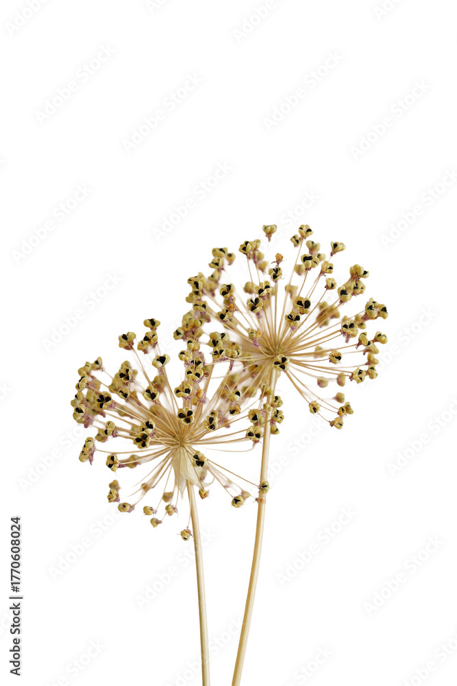 Obraz premium Dry flowers allium isolated png file cutout object on transparent background