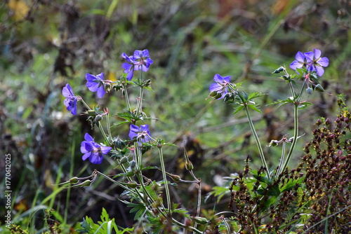 letzte Blumen auf der Wiese