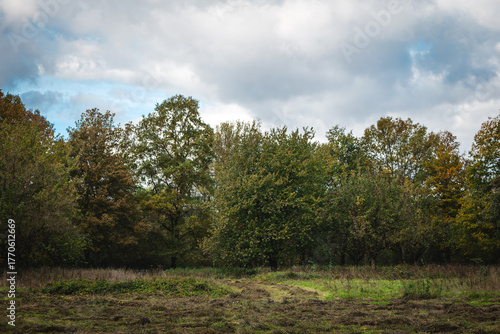 Serene meadow under cloudy skies with lush greenery and a hint of autumn colors