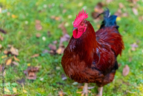 Vibrant rooster struts across a green backyard in the warm glow of morning sunlight
