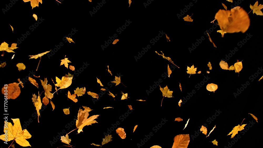 Obraz premium Falling Autumn Leaves. Mix of Maple and Beech. Isolated on Black Background. Still for Seasonal Design, Overlay Effects, or Visual Storytelling.