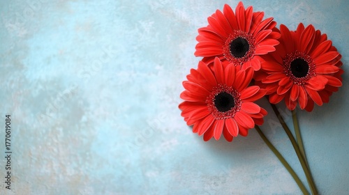 Three vibrant red gerbera daisies with dark centers, their petals slightly wet, arranged on a textured light blue background
