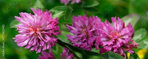Wiesenklee (Trifolium pratense) auch Rotklee, Blütenstand, Panorama 