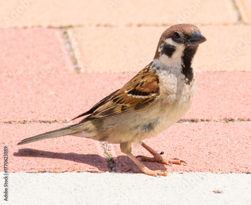 道の駅いたこのレンガの上で佇むスズメ