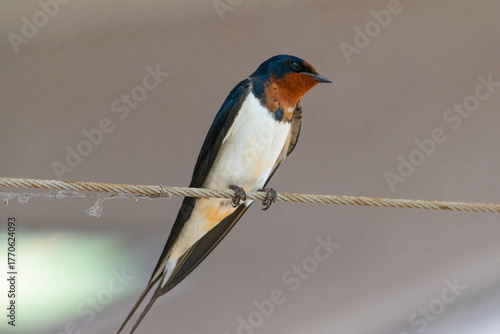 道の駅いたこでロープに止まる美しいツバメの横顔