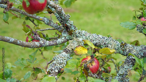 Macro image of a branch of an Apple tree covered in lichen, Cumbria, England
