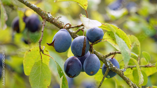 Macro image of ripe Damsons in early autumn, Cumbria, England
