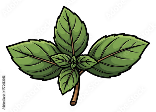 Fresh green basil sprig aromatic culinary herb leaves