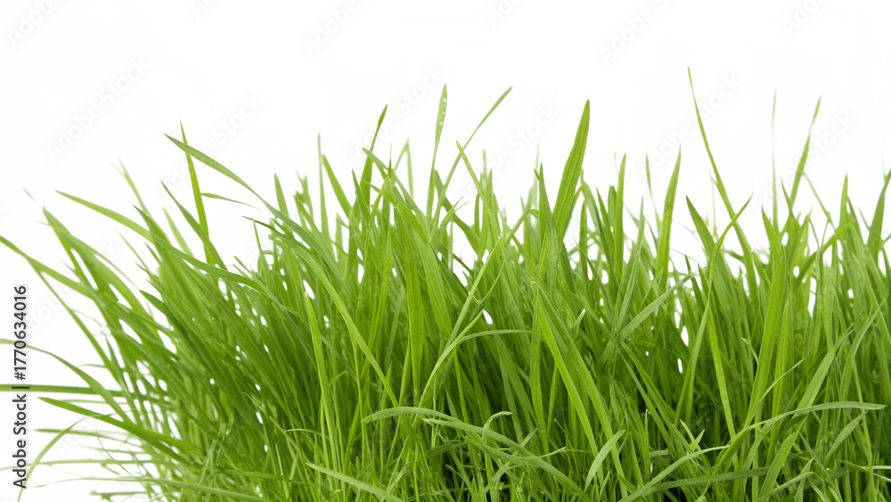 Obraz premium Lush green grass growing abundantly isolated on transparent background