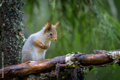 Cute Red Squirrel (Sciurus vulgaris) in forest