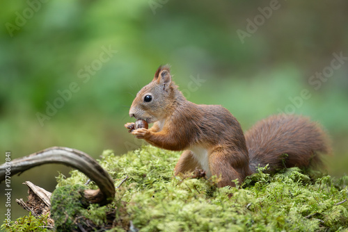 Cute Red Squirrel (Sciurus vulgaris) in forest