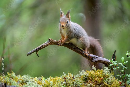 Cute Red Squirrel (Sciurus vulgaris) in forest