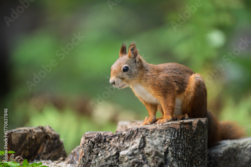 Cute Red Squirrel (Sciurus vulgaris) in forest