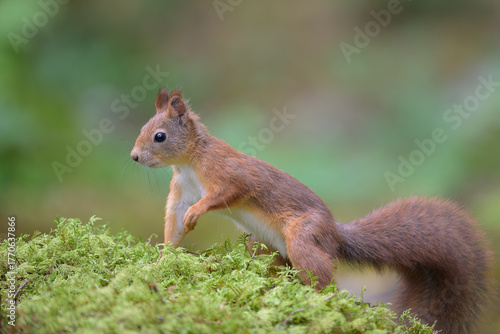 Cute Red Squirrel (Sciurus vulgaris) in forest