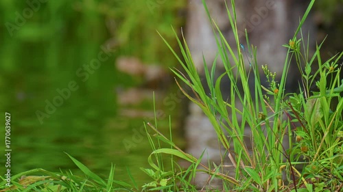 Blue damselfly perched on fresh green reeds near calm water, captured in soft natural light showing serenity of a wetland habitat.