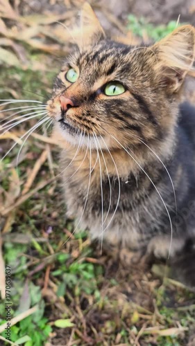 Wallpaper Mural vertical video. Curious cat sitting among dry grass outdoors. Closure of striped cat looking around in dry field. Peaceful outdoor mood showing domestic animal in natural environment. Torontodigital.ca
