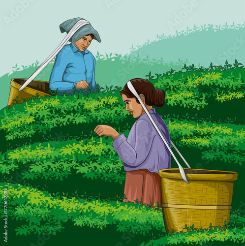 Tea plantation working women(Kerala munnar hills), Kerala woman collects tea leaves. in the form of vector illustration.Colorful tea plantation backaround.