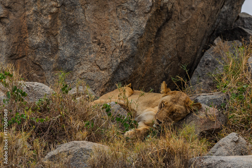 Serengeti National Park, Tanzania: Lioness Resting on Kopje Rocks
