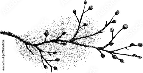 Black and white birch twig with tiny buds illustration for nature design