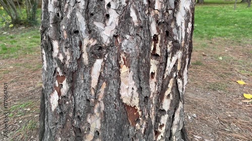 A close-up of a tree trunk damaged by wood-boring beetles. The bark has numerous tunnels and holes from the insect's damage and requires treatment.