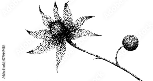 Black and white delicate dried flower art with stipple technique for vintage decor