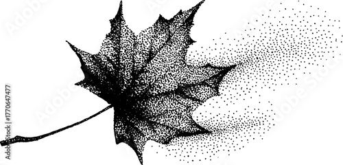 Curled dried maple leaf illustration with halftone effect for vintage design