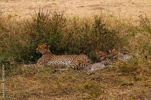 Serengeti National Park, Tanzania: A Cheetah Mother Rests with Her Three Cubs in the African Savannah.