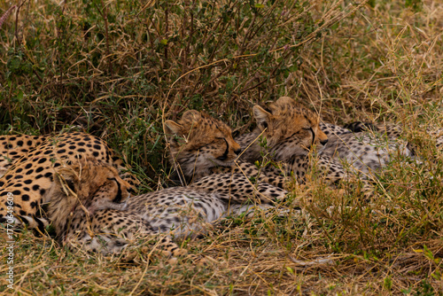 Serengeti National Park, Tanzania: Cheetah Cubs Resting in the Savannah Grassland