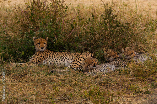 Serengeti National Park, Tanzania: Cheetah Mother and Cubs Resting in the Savannah.