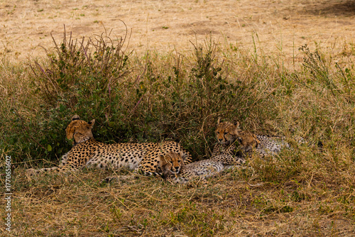 Serengeti National Park, Tanzania: Cheetah Mother and Cubs Resting in the Savannah Grass