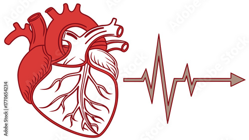Detailed heart illustration with heartbeat line for medical education, anatomical study, or healthcare awareness campaigns, representing vitality and health.