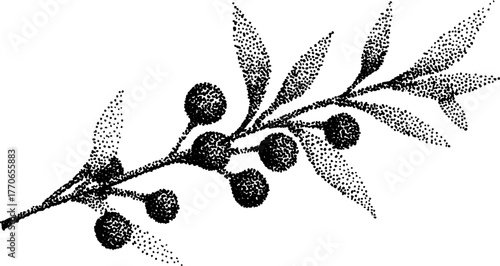 Black and white juniper sprig with berries dotwork art for nature design and decoration