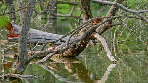 Dead and fallen trees partially underwater, submerged, reflected in calm green water of a natural wetland or swamp.