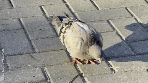 Close Up Pigeon Pecking Grey Pavement Sunlight