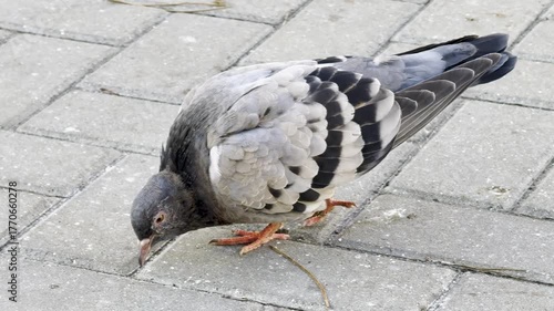 Close Up Pigeon Standing Grey Pavement Street
