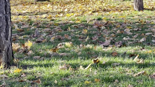 Tree Trunk Autumn Leaves Green Grass Sunlight
