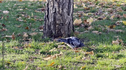 Pigeon Foraging Tree Trunk Autumn Leaves Grass