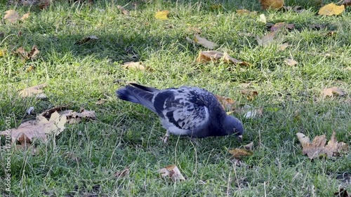 Pigeon Foraging Green Grass Autumn Fallen Leaves