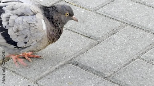 Close Up Pigeon Pecking Grey Pavement Texture