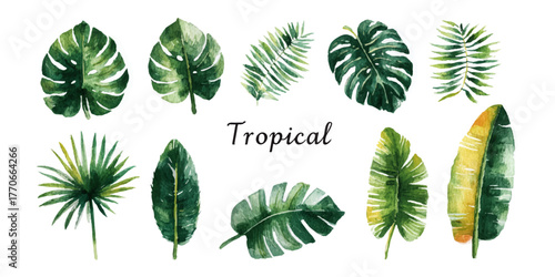  tropical leaves collection featuring monstera palm banana and fern for botanical design elements