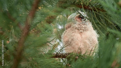 Three cute playful owlets in their nest in a pine forest. 60fps close up clip of a young long eared owl family.