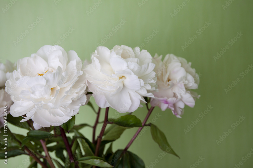 Fototapeta premium White peony bouquet placed against a green wall. A minimal and elegant floral composition.