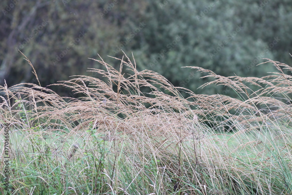 Obraz premium Grassy field with wildflowers. Natural flora growing