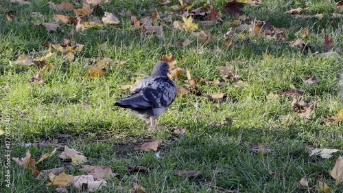 Pigeon Standing Green Grass Autumn Leaves Park