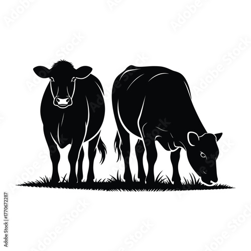 Two black cows grazing in a field, vector illustration