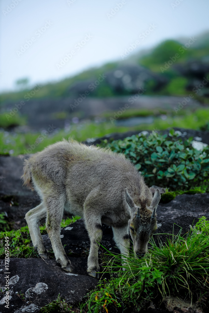 Fototapeta premium Nilgiri Tahr grazing on a rocky mountain trail in Munnar, Kerala