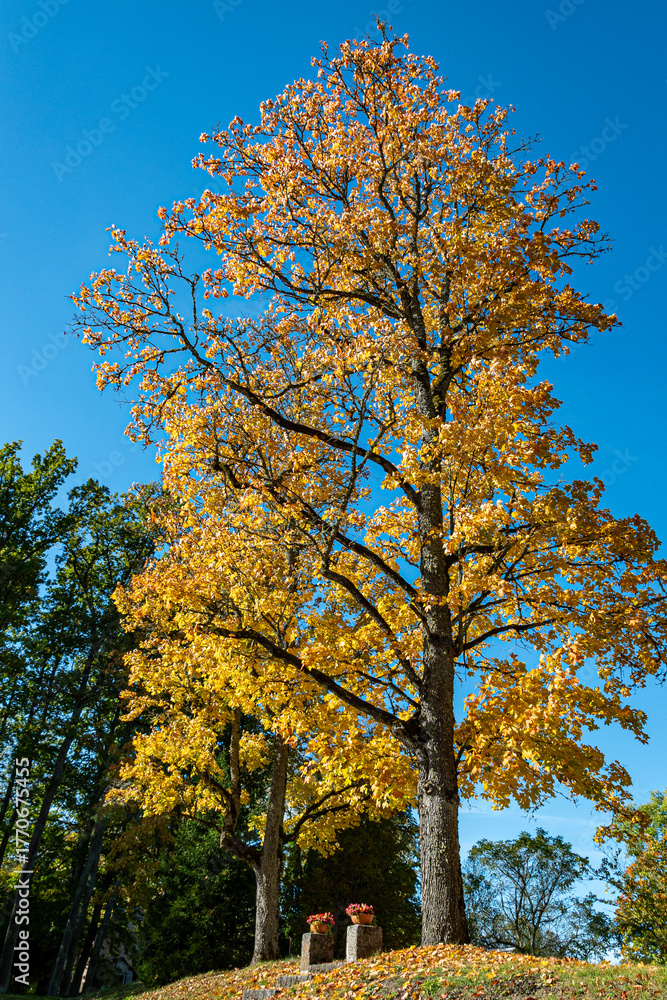 Naklejka premium colorful and bright leaves against the blue sky, autumn colors in nature, yellow
