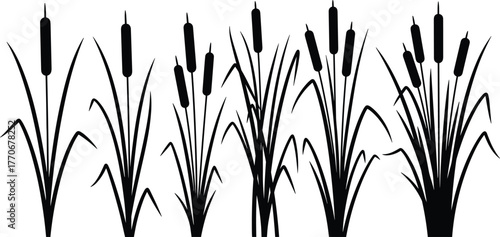 Cattail plant silhouette vector illustration, wetland reed design, marsh grass drawing, aquatic vegetation art, nature landscape symbol, environmental ecology graphic